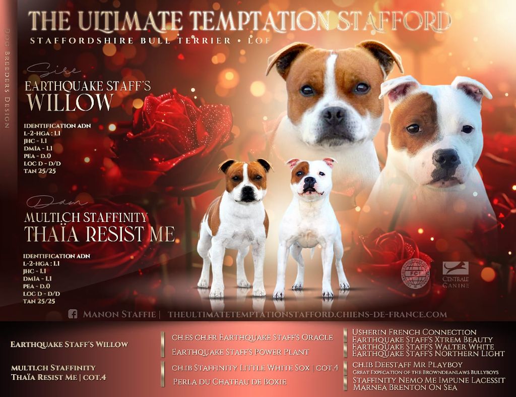 chiot Staffordshire Bull Terrier The Ultimate Temptation Stafford